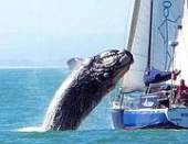 Balena piomba su una barca in Sudafrica