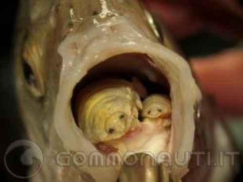 Mostro nel branzino: un consumatore trova un grosso parassita nella bocca del pesce ( iiiiiiiiiiiiiii che schifo......)