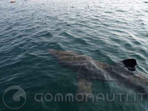 Filmato di uno squalo nel mare di frigole (LE)