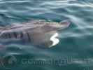 Filmato di uno squalo nel mare di frigole (LE)