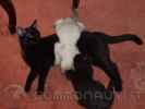 Smarrito gattino bianco con sfumature nere in via Savoia zona piazza Fiume (Roma)