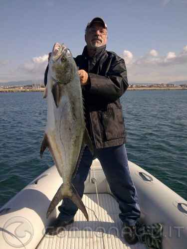 Pesca traina leccia amia 20 kg