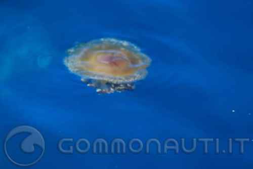 Occhio alla medusa: un'aiuto concreto alla scienza