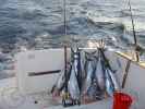 Novembre 2007: pesca in croazia