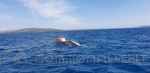Incontro con una balena morta nel mare toscano