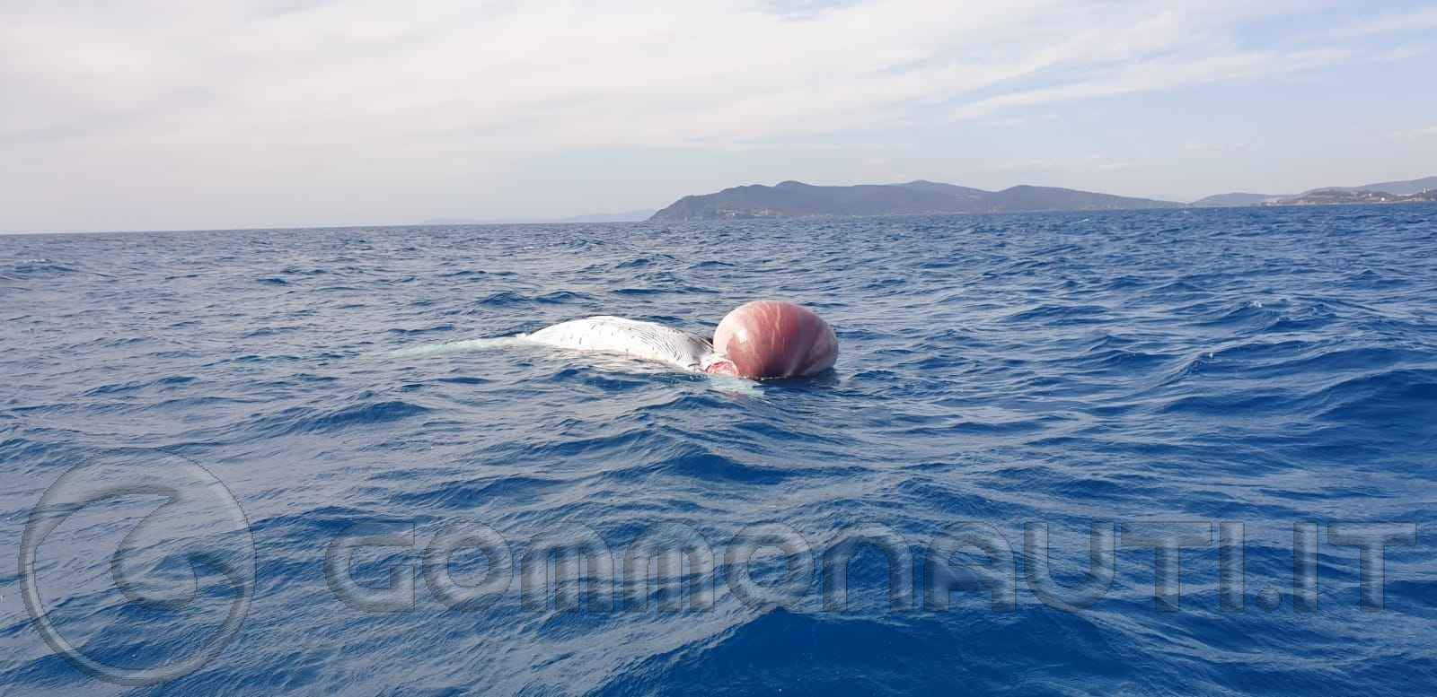 FOTO RELATIVE A INCONTRO CON UNA BALENA MORTA NEL MARE TOSCANO